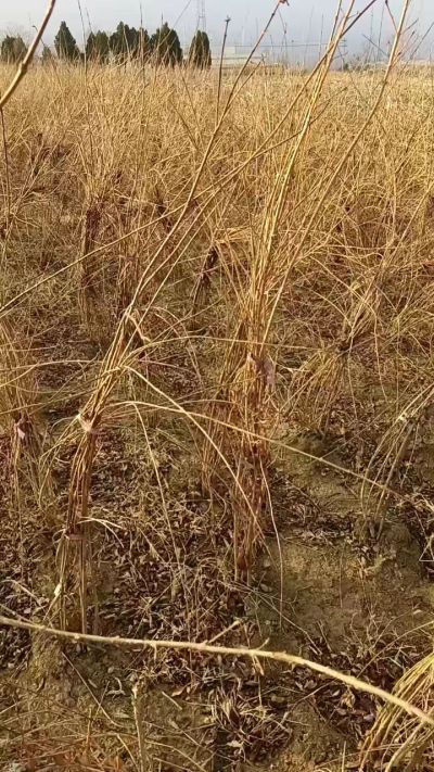 出售药用连翘苗，科研五号优质种苗，2/5年苗，药用连翘树，挂果树，全国包邮到家！财富密码18534302961出售药用连翘苗，科研五号优质种苗，2/5年苗，药用连翘树，挂果树，全国包邮到家！财富密码1