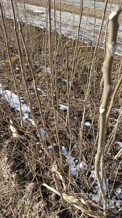 出售臭椿苗，巨峰葡萄苗。药用连翘苗，科研五号优质种苗，2/5年苗，药用连翘树，挂果树，全国包邮到家！财富密码18534302961