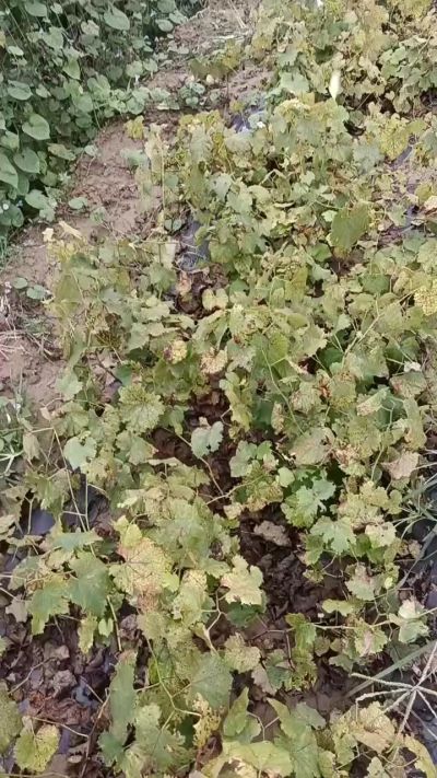 出售巨峰葡萄苗。药用连翘苗，科研五号优质种苗，2/5年苗，药用连翘树，挂果树，全国包邮到家！财富密码18534302961