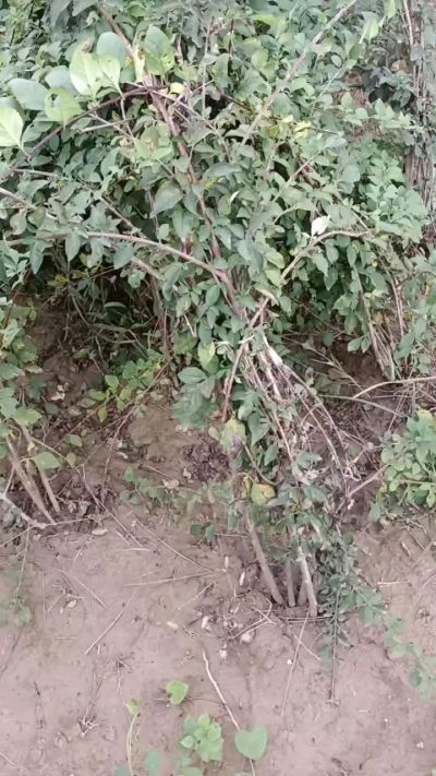 出售药用连翘苗，科研五号优质种苗，2/5年苗，药用连翘树，挂果树，全国包邮到家！财富密码18534302961