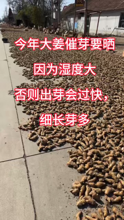 今年大姜催芽要晒种！