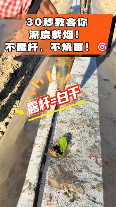 这个栽法太关键了！深栽是烤烟成活的根本，亲测有效！