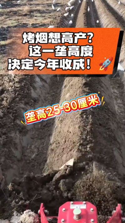 想让烤烟高产，就得从细节抓起。分享一点实打实的干货，只为帮大家少走弯路，种出好烟叶！🌱👍