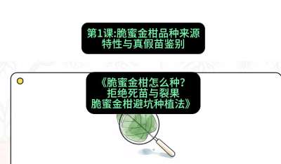 第1节：脆蜜金柑品种来源、特性与真假苗鉴别，课程：《脆蜜金柑怎么种？拒绝死苗与裂果，脆蜜金柑8步避坑种植法》#识农AI