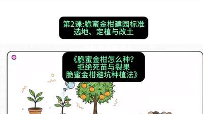 第2节：脆蜜金柑建园标准：选地、定植与改土，课程：《脆蜜金柑怎么种？拒绝死苗与裂果，脆蜜金柑8步避坑种植法》#识农AI