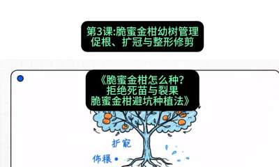 第3节：脆蜜金柑幼树管理：促根、扩冠与整形修剪，课程：《脆蜜金柑怎么种？拒绝死苗与裂果，脆蜜金柑8步避坑种植法》#识农AI