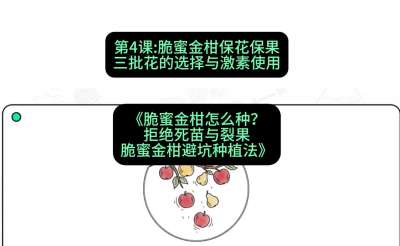 第4节：脆蜜金柑保花保果：三批花的选择与激素使用，课程：《脆蜜金柑怎么种？拒绝死苗与裂果，脆蜜金柑8步避坑种植法》#识农AI