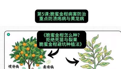 第5节：脆蜜金柑病害防治：重点防溃疡病与黄龙病，课程：《脆蜜金柑怎么种？拒绝死苗与裂果，脆蜜金柑8步避坑种植法》#识农AI