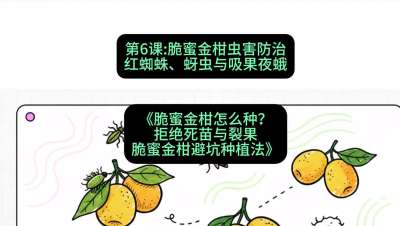 第6节：脆蜜金柑虫害防治：红蜘蛛、蚜虫与吸果夜蛾，课程：《脆蜜金柑怎么种？拒绝死苗与裂果，脆蜜金柑8步避坑种植法》#识农AI