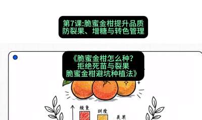 第7节：脆蜜金柑提升品质：防裂果、增糖与转色管理，课程：《脆蜜金柑怎么种？拒绝死苗与裂果，脆蜜金柑8步避坑种植法》#识农AI