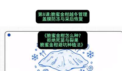 第8节：脆蜜金柑越冬管理：盖膜防冻与采后恢复，课程：《脆蜜金柑怎么种？拒绝死苗与裂果，脆蜜金柑8步避坑种植法》#识农AI