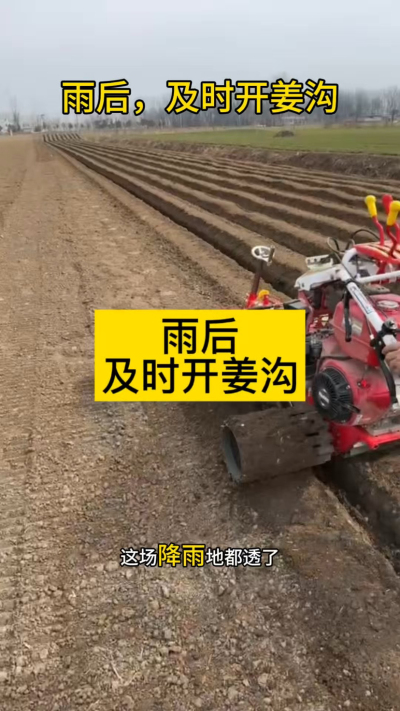 雨后，及时开姜沟！