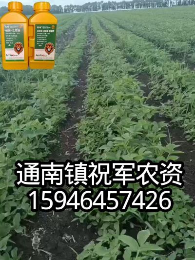 大豆苗前封闭，可封红根苋菜，灰菜，兰花菜，野豆子，捞豆秧等恶性杂草，封杀兼备的高端产品。