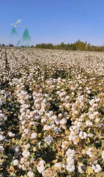 澳棉王霸棉，一定要种哦
