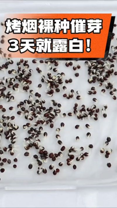 烤烟裸种催芽小技巧，清水浸泡、保温保湿，3天就能露白，出苗快又齐！烟农朋友收藏备用～