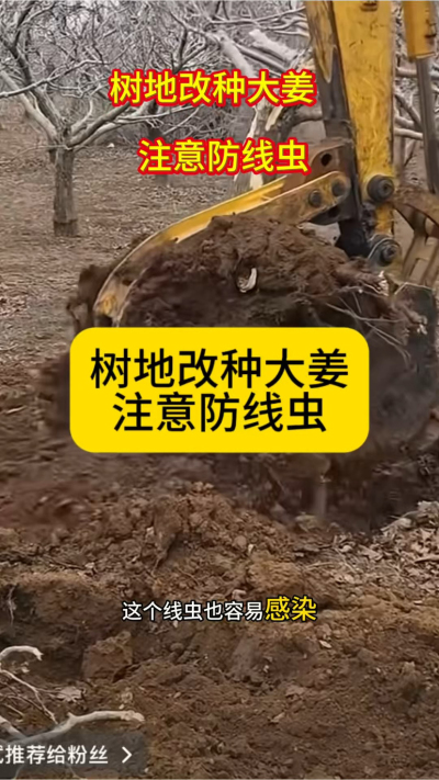 树地改种大姜，注意防线虫！