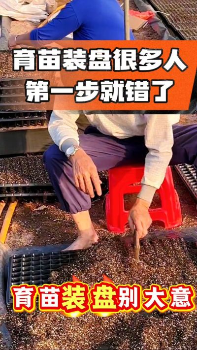 烤烟育苗基质装盘，一步做对，出苗整齐又壮苗！装盘技巧记牢，少走弯路，育苗更省心