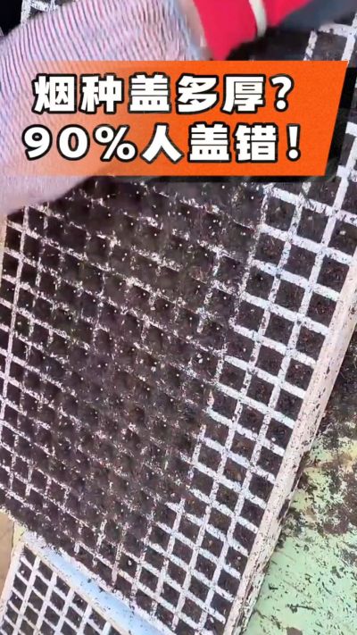 烟种盖多厚？90%烟农都盖错！薄盖才出苗齐、不闷种，烤烟育苗关键一步，照着做就对了