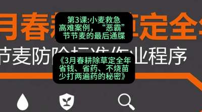第3节：小麦救急高难案例，&ldquo;恶霸&rdquo;节节麦的最后通牒，课程：《3月春耕除草定全年：省钱、省药、不烧苗、少打两遍药的秘密》