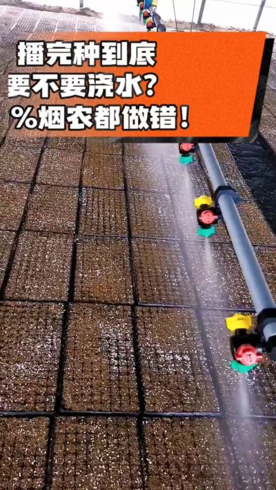 烤烟播完种一定要浇透底水，喷雾慢浇、别大水冲，盘底漏水才算到位，出苗又齐又壮！#烤烟育苗 #烤烟种植 #烟农干货 #育苗技术