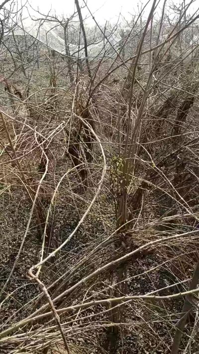 出售药用连翘苗，科研五号优质种苗，2/5年苗，药用连翘树，挂果树，全国包邮到家！财富密码18534302961