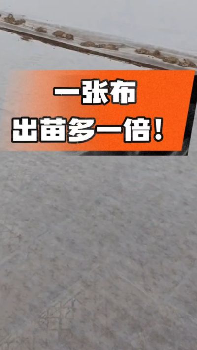 烤烟育苗盖无纺布，保温保湿出苗齐，不烂种、出苗快，烟农必备小技巧！