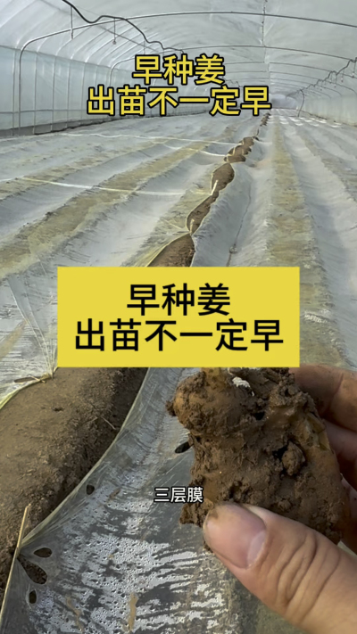 早种姜，出苗不一定早！