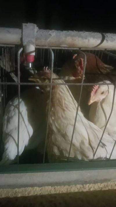 这鸡群在怪叫，怪叫的原因是痰化黏着，形成的比呼噜更重的一种呼吸道。其病因为肺中有热，热灼而痰黏，从而引起的怪叫。