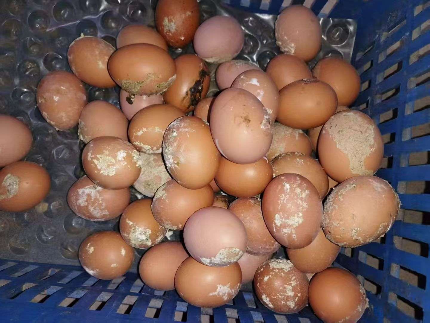 蛋禽出现肠炎拉稀，粪蛋偏多的原因