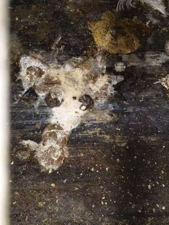 蛋鸡拉白稀的问题