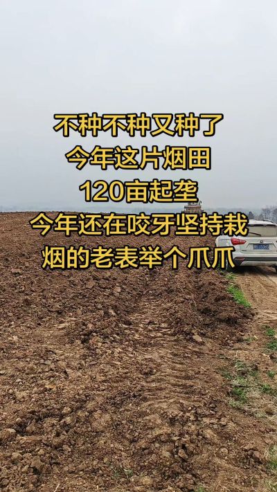 不种不种又种啦，还在咬牙坚持栽烟的老表集合啦！