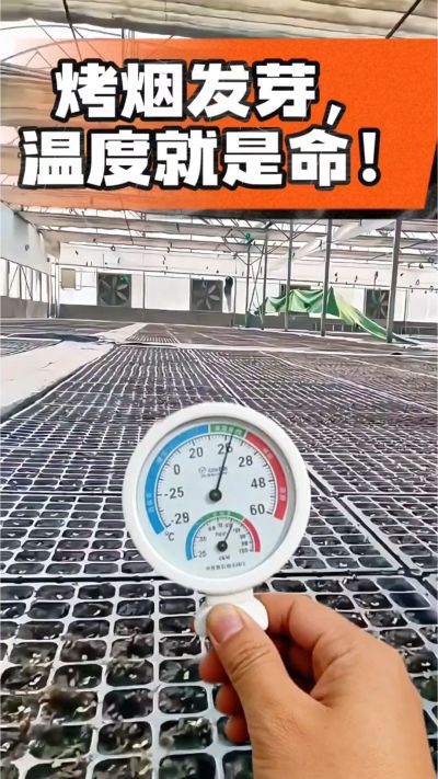 老烟农都懂：发芽温度不对，后期再管都白费！