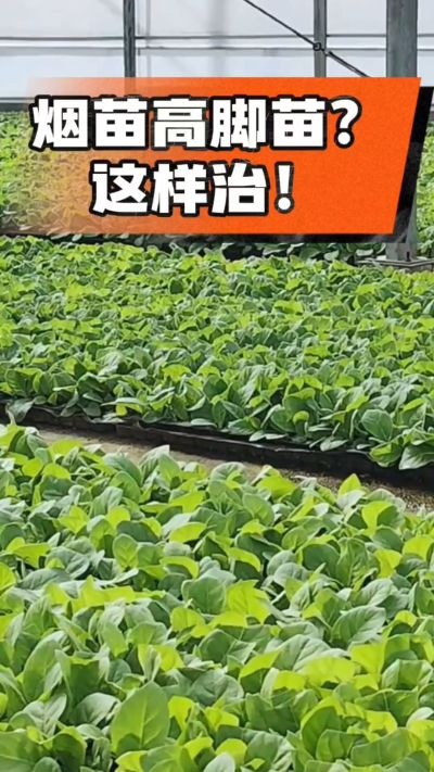 烤烟齐苗期管理关键：精准控温，防高脚苗，培育壮苗好上手！
