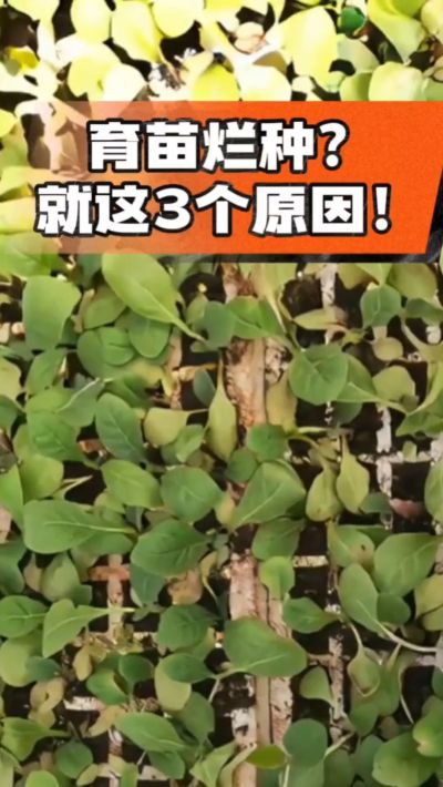 烤烟育苗烂种？3个原因讲清楚！消毒、控水、控温，做到就苗齐苗壮🔥
#烤烟育苗 #烤烟种植 #烂种防治 #烟农