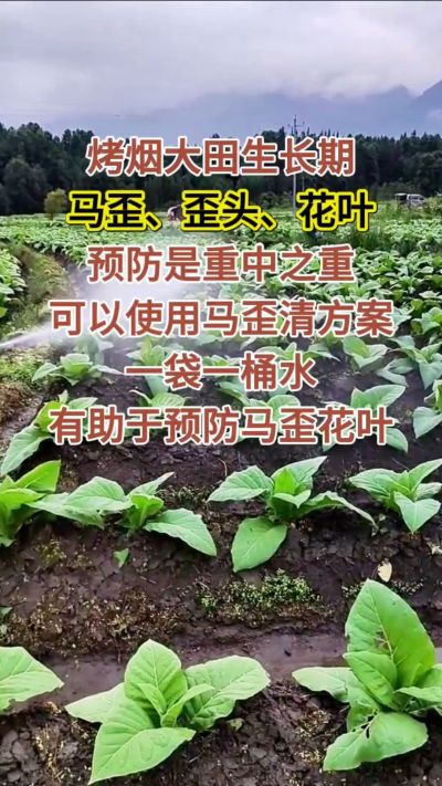 烤烟大田生长期，马歪歪头花叶预防是重中之重，可以使用马歪清方案，一袋一桶水，有助于预防马歪花叶。
烤烟管理早做一步，后期少操心！#烤烟种植#烤烟管理#烤烟大田管理#烤烟病害防治